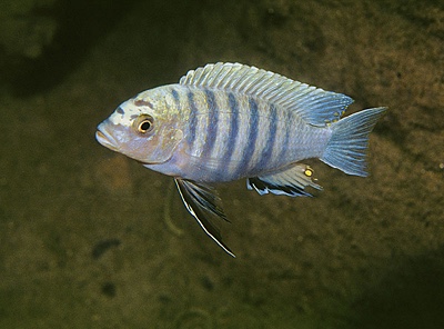 Maylandia mossambica 'Chinuni'